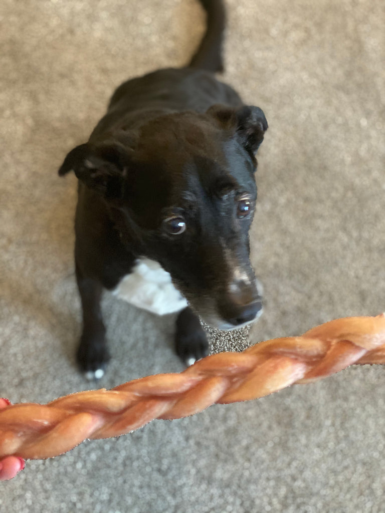 12" Braided Bully Stick - 3pk